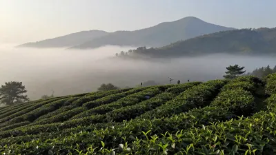 凤凰山的月光·中秋前的茶市风云