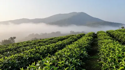 中秋次日：凤凰山茶香未凉，老师傅的第三次坚守