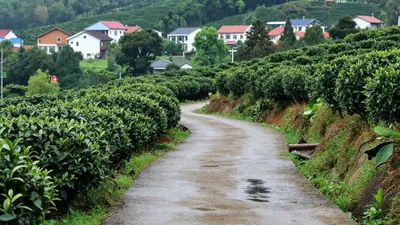 📍惠州哪里买正宗凤凰单丛？阿凤姐茶叶店常见问题全解答