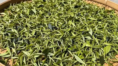 🍵 【普洱茶 vs 凤凰单丛：一场老灵魂与香美人的邂逅】
