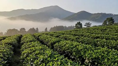 🍵 阿凤姐嘅「试喝革命」：六泡小包装，如何撬开凤凰单丛嘅千年密码？