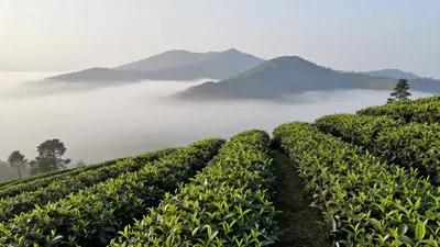 🌙【茶叶夜话】深夜的凤凰单丛，是城市写给孤独者的情书
